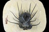 Dicranurus Trilobite - Free Standing Spines! #179626-1